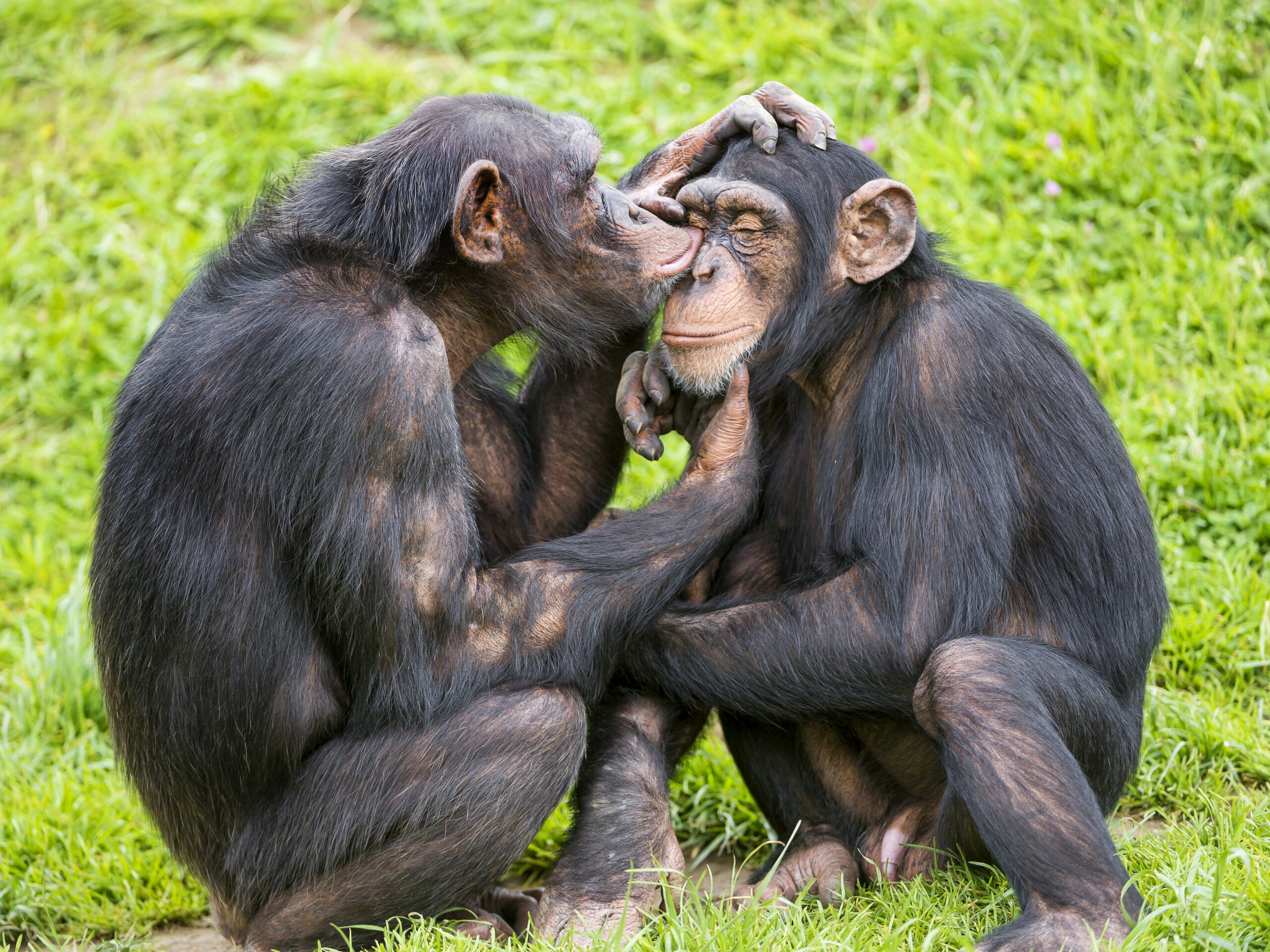 Linguistic intelligence: How animals generate language | Kinnu